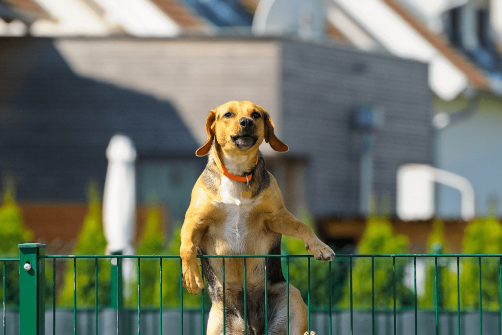 assets_blog_dog-fence-fighting_1645802290477-dog fighting dog at the fence